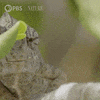 Pbs Nature Tongue GIF by Nature on PBS