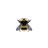 r_davie bee bumblebee rdavie bufftailed bumblebee Sticker