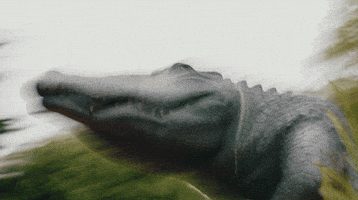Confused Alligator GIF by San Francisco State University