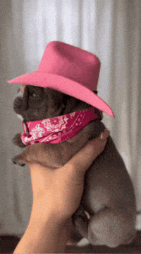Pibble GIF