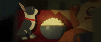 boston terrier thanksgiving GIF by Disney