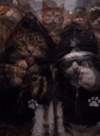 Katze Kedi Cat Lustig Komik Haha Bugün GIF