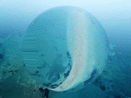 You Can Wow GIF by FranchiseONE.de