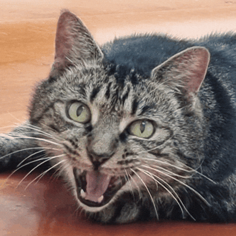 lmacknz cat angrycat mobus mosbus GIF