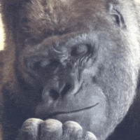 Thinking Monkey GIF