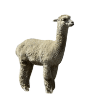 alpaca lol GIF by MINI Italia