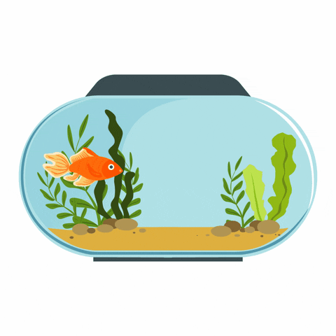 AquariumMe happy fish swimming tank GIF
