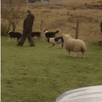play doggies GIF
