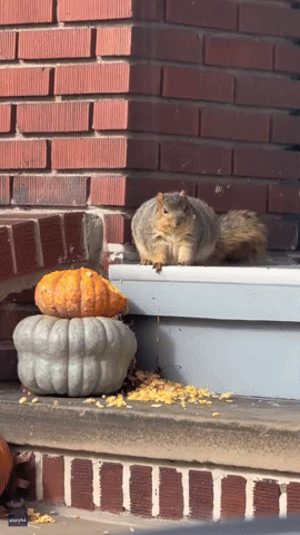 'Big Boy' Squirrel Definitely Winter Ready After Feasting on Woman's Pumpkins
