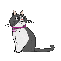 Cat Racao Sticker by Whiskas Brasil