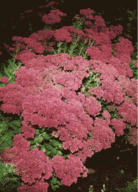 flowers GIF by ewanjonesmorris