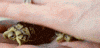 turtle GIF