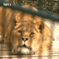 Cats What GIF by TRT