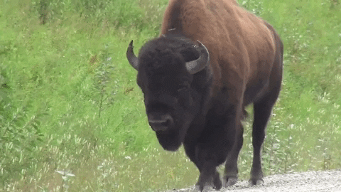 smokey bear america GIF by HelpGood