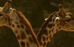 giraffe GIF
