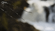 Simplify Henry David Thoreau GIF by PBS