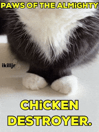 Cat Uni GIF
