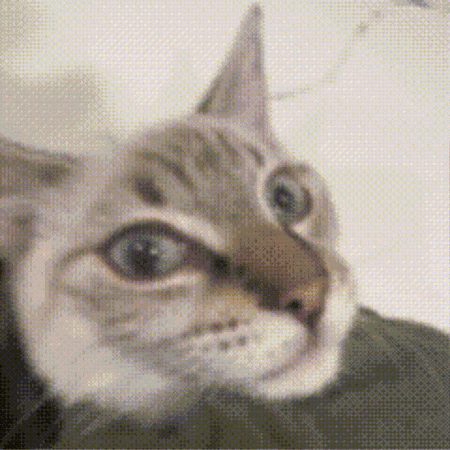 ogkein giphygifmaker huh giphycreatortest kuro GIF