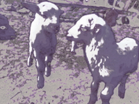 GIF by MFD
