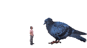 Musica Catalana Bird Sticker by Guillem Gisbert