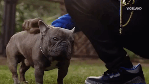 good boy bulldog GIF by MOST EXPENSIVEST