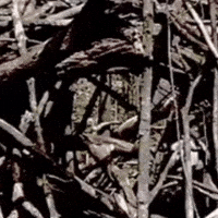 Shrefflo GIF