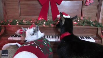 Tennessee Goats Attempt to Play Piano in Holiday Sweaters