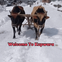 Kashmir GIF