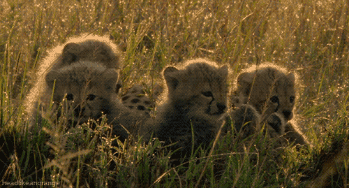 big cats cheetah GIF
