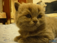 Cat GIF