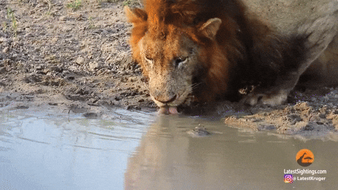 cuteanimalland giphyupload GIF