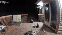 Security Camera Captures Raccoon Stealing Cat's Food From Deck
