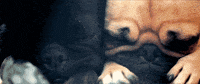 Dog Puppy GIF