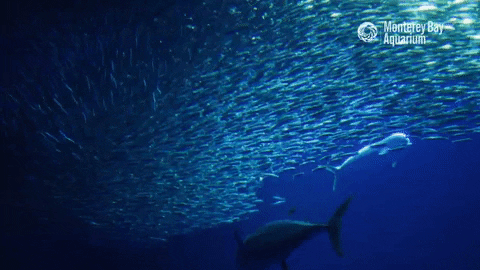 Open Sea School GIF by Monterey Bay Aquarium