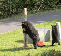 discoverlifeinamerica black bears smoky mountains great smoky mountains gsmnp GIF