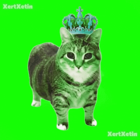XertXetin giphyupload oiia oiiaspinningcat xertxetin oiia GIF