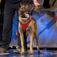Dog GIF by A&E
