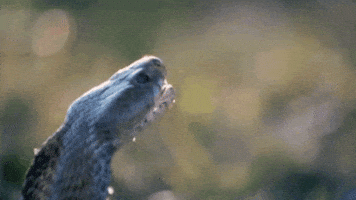snake poison GIF