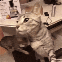 Cat Cheese GIF