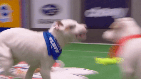 Animal Planet GIF by Puppy Bowl