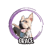 Grace Cane Sticker by Asilo per cani Dog'sMind