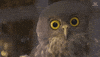 Stare Staring GIF by Honda