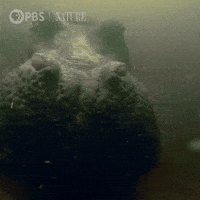 Pbs Nature Africa GIF by Nature on PBS