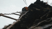 honey hunt GIF by Great Big Story