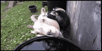 goat GIF