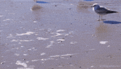 Loop Bird GIF