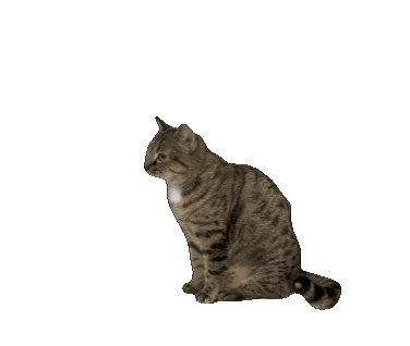 Cat Sticker by De Graafschap Dierenartsen