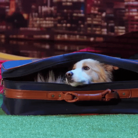 Australias Got Talent Travel GIF by Got Talent Global