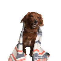 Itsfallyall Foxandhounddesign Fallvibes Fall Autumn Irishsetter Atlanta Dog Reddog Sticker by foxandhounddesign