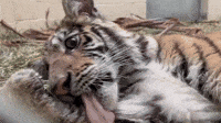 Oakland Zoo Asks for Help Naming Rescued Tiger Cub